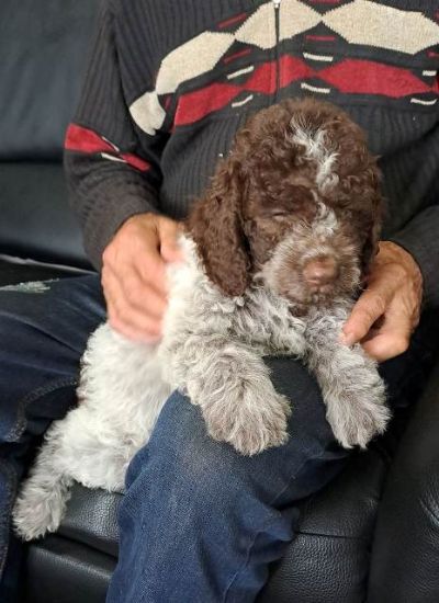 Lagotto Romagnolo tenci